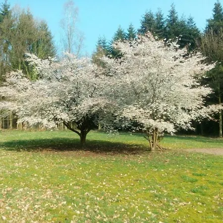 Idyl * Wiedenborstel